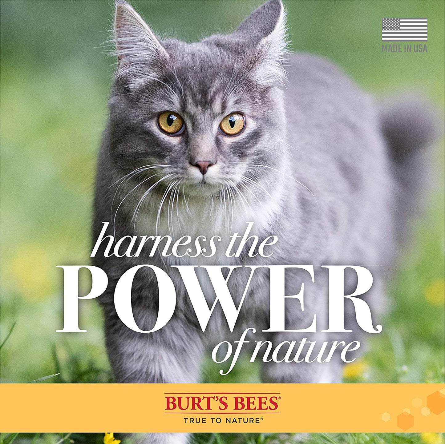 Naturally Derived Kitten Tearless Shampoo with Buttermilk, Cat Shampoo, Kitten Shampoo for Cats - Cat Grooming Supplies, Cat Bath Supplies, 10 Fl Oz